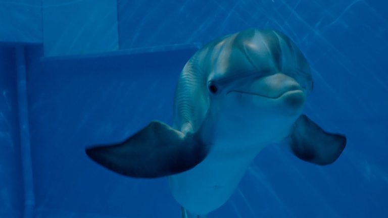 Download the Film Dolphin Tale 2 movie from Mediafire