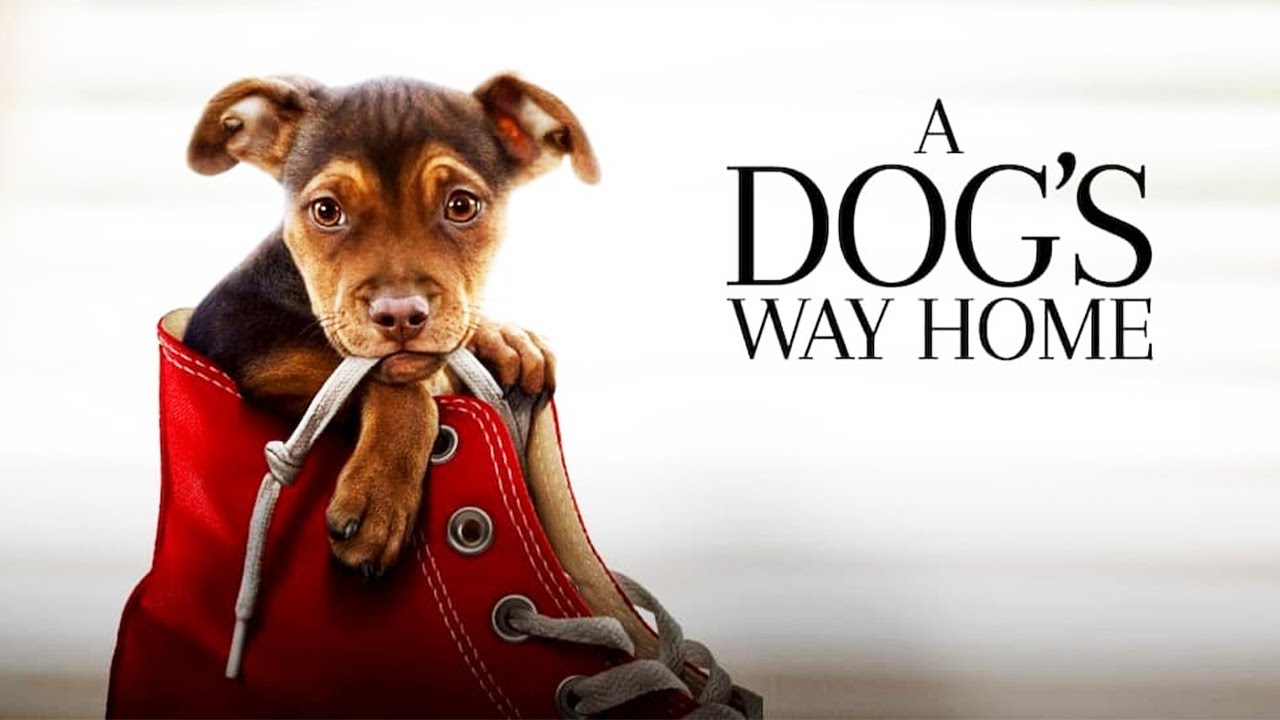Download the A DogS Journey Full movie from Mediafire Download the A Dog'S Journey Full movie from Mediafire