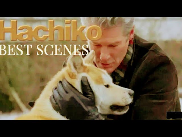 Download the Hachiko movie from Mediafire Download the Hachiko movie from Mediafire