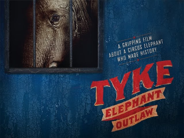 Download the Tyke The Elephant movie from Mediafire Download the Tyke The Elephant movie from Mediafire