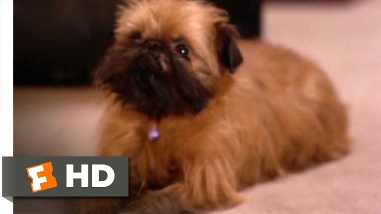 Download the As Good As It Gets Dog movie from Mediafire