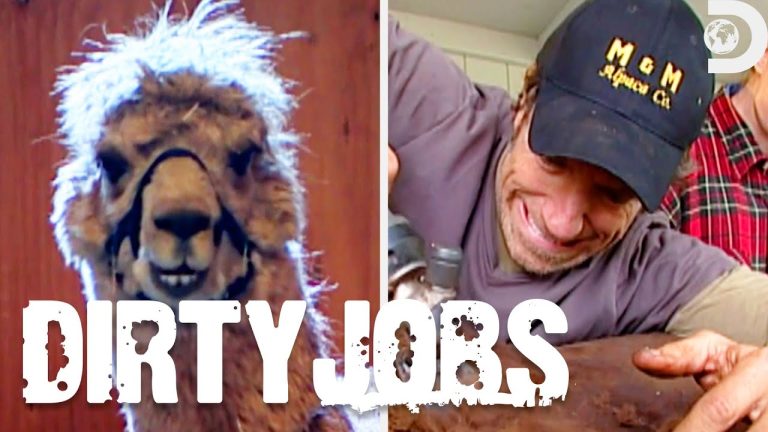 Download the Dirty Jobs Full Episodes series from Mediafire