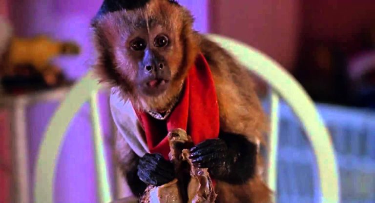 Download the Monkey Trouble 1994 movie from Mediafire