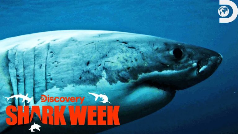 Download the Shark Week 2022 series from Mediafire