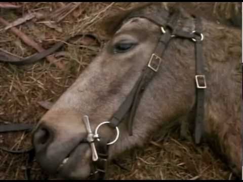 Download the Watch Return To Snowy River movie from Mediafire