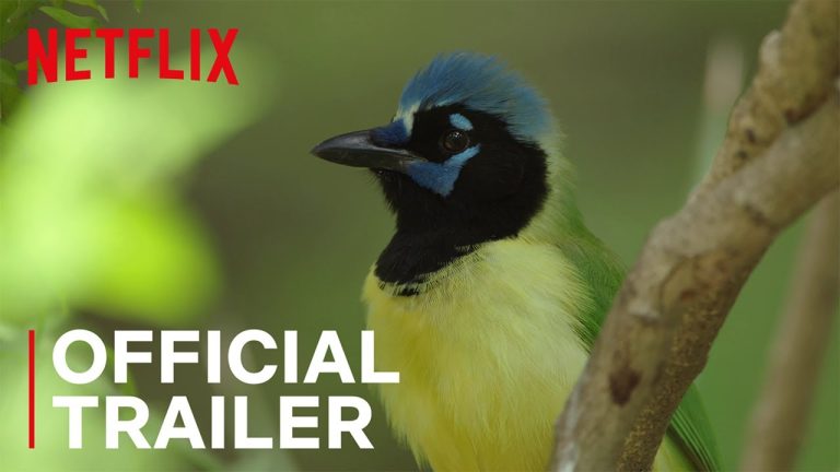 Download Birders Movie