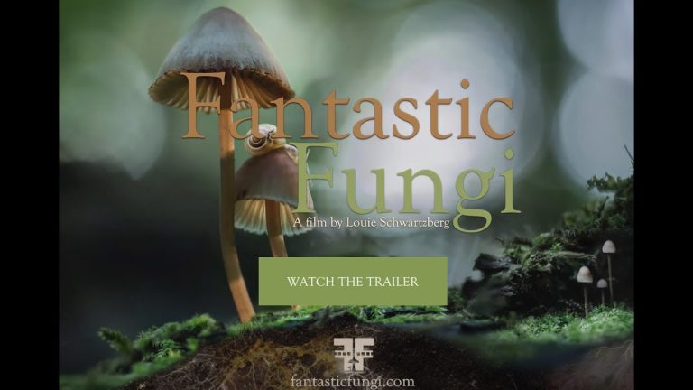 Download Fantastic Fungi Movie