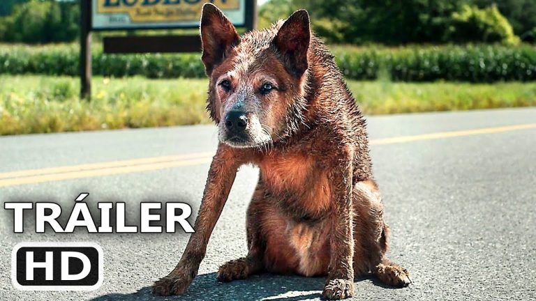 Download the Pet Sematary 2023 Cast movie from Mediafire