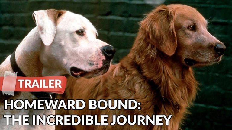 Download the Where Can I Stream Homeward Bound movie from Mediafire