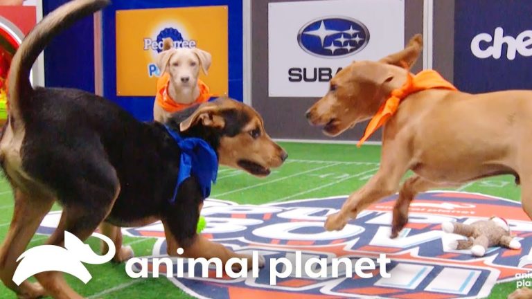 Download the Where Can I Watch The Puppy Bowl series from Mediafire