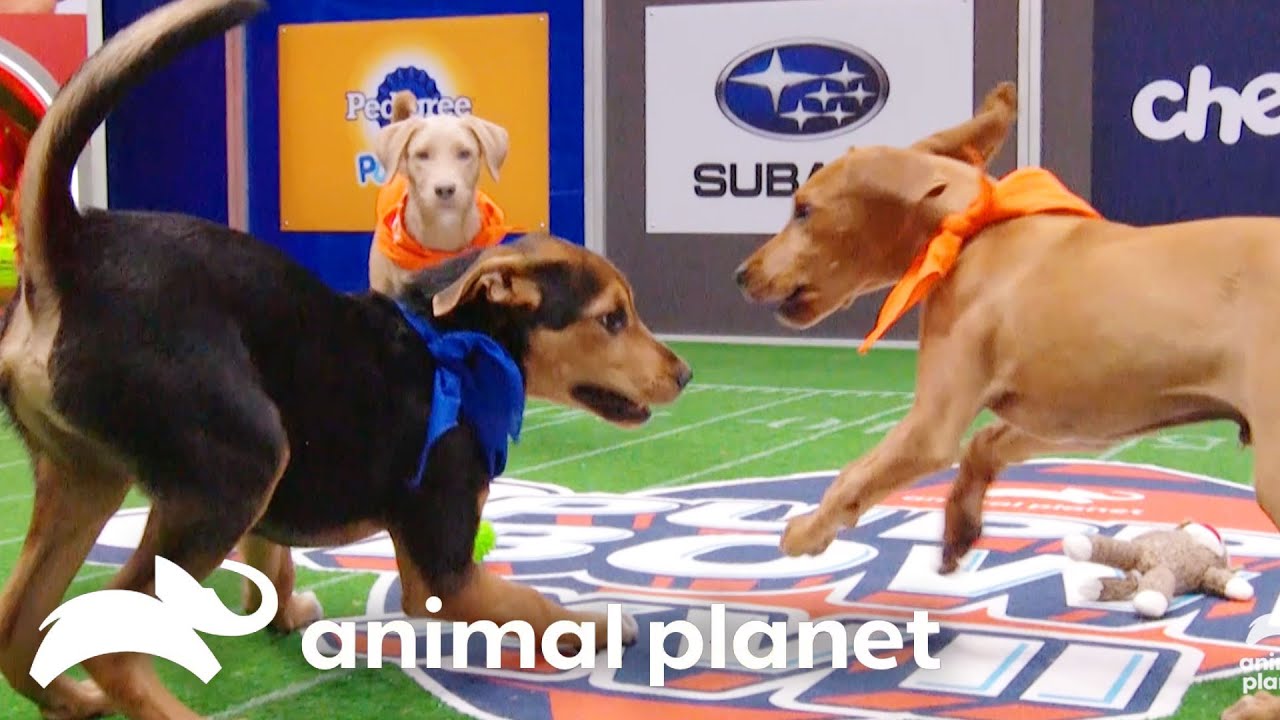Download the Where Can I Watch The Puppy Bowl series from Mediafire